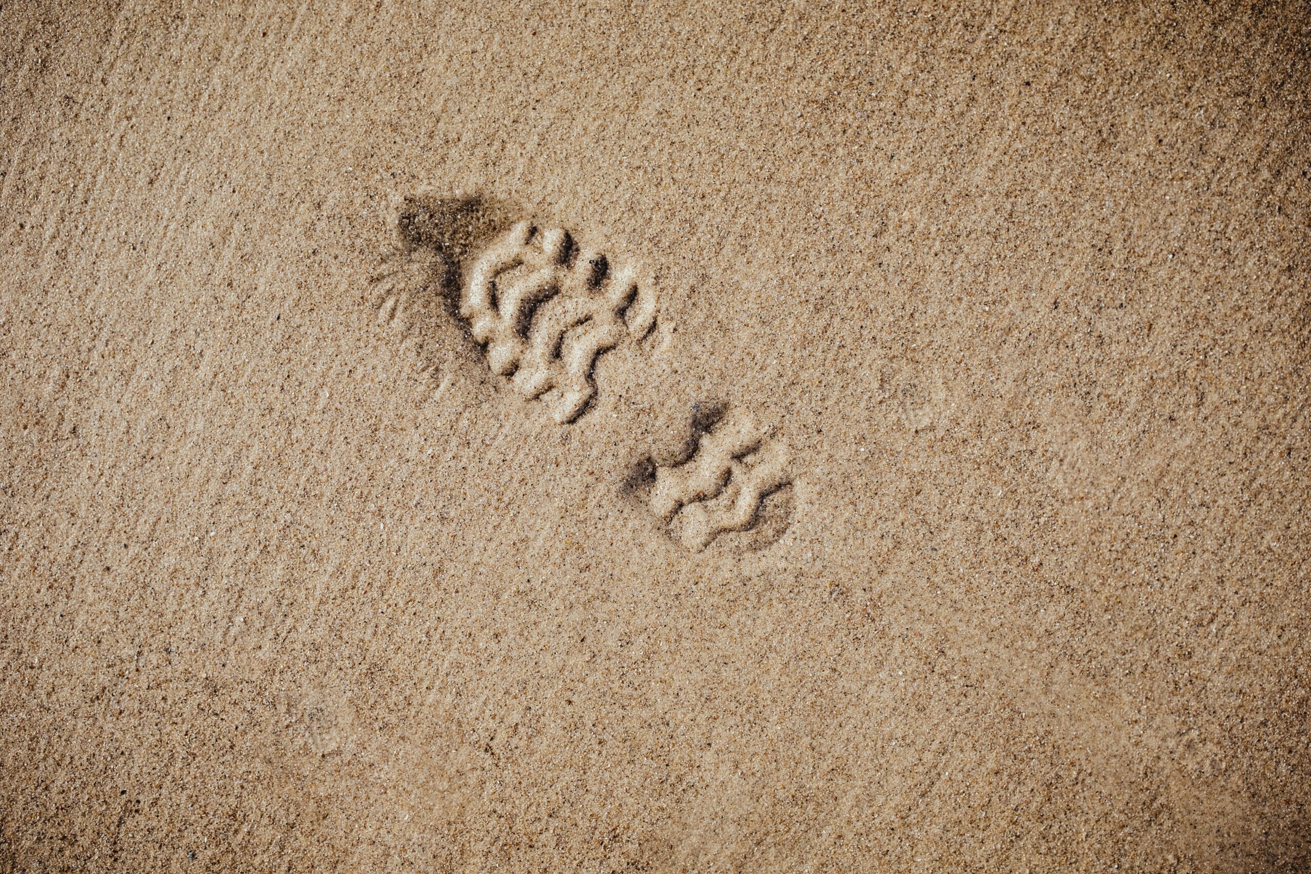 Footprint in the sand